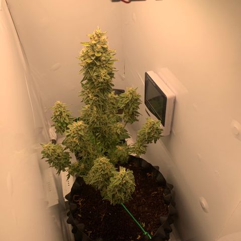 Red Dwarf growlog photo: 74 dias / 38 Vega / 36 flora 