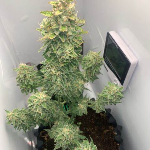 Red Dwarf growlog timeline photo