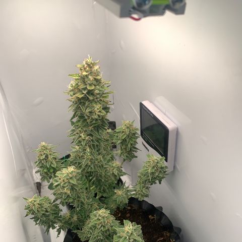 Red Dwarf growlog timeline photo