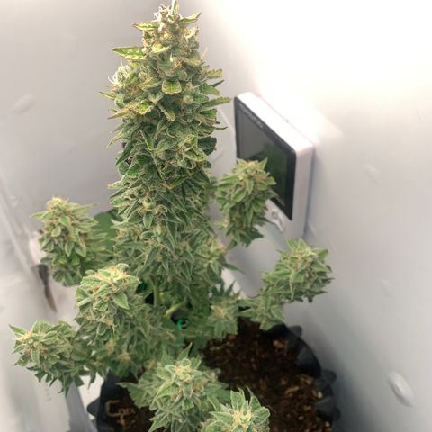 Red Dwarf growlog photo: 75 dias / 38 de Vega / 37 flora 