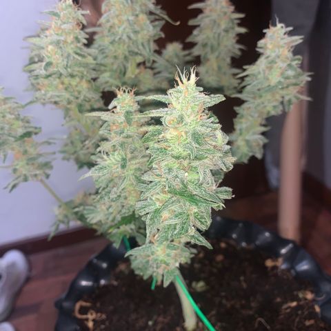 Red Dwarf growlog timeline photo
