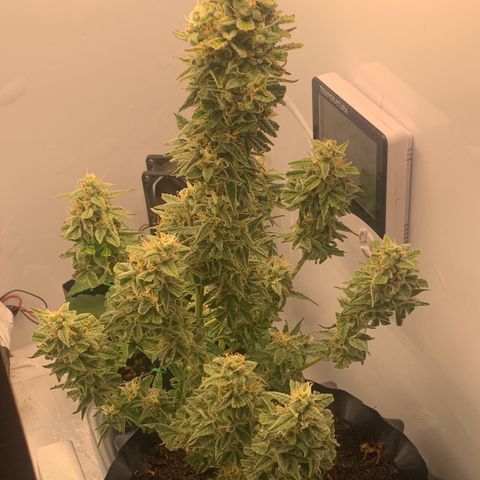 Red Dwarf growlog timeline photo