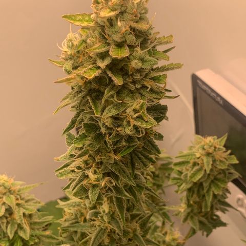 Red Dwarf growlog timeline photo