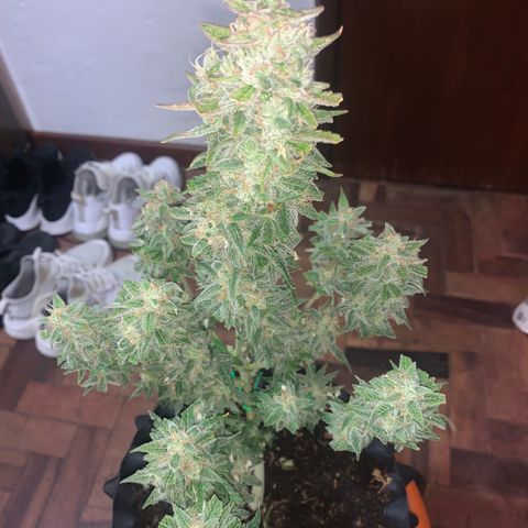Red Dwarf growlog timeline photo