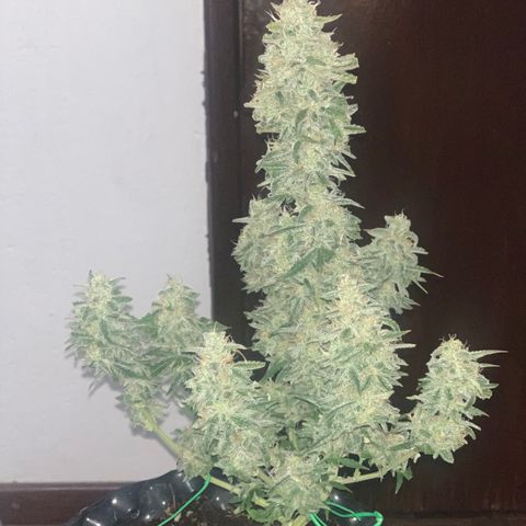 Red Dwarf growlog timeline photo