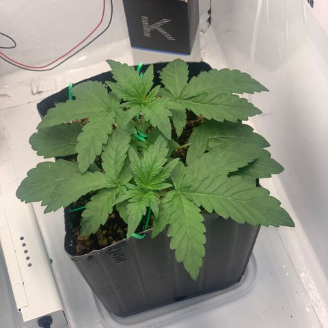Purple Glam Kush growlog photo: 28 dias purple glam 