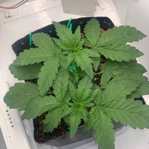 Purple Glam Kush growlog photo: 28 dias purple glam 