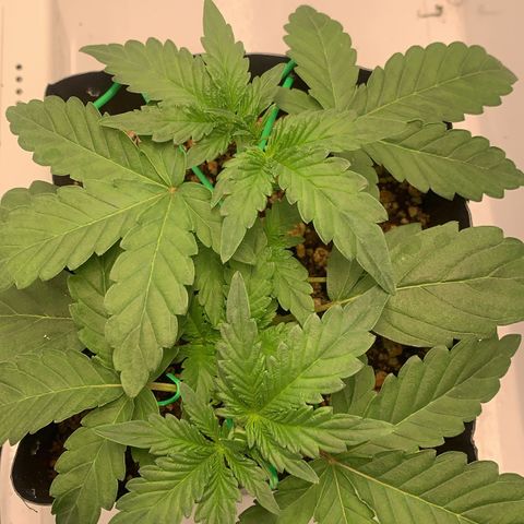 Purple Glam Kush growlog timeline photo