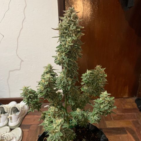 Red Dwarf growlog photo: 77 dias / 38 flora / 39 flora / segunda rega flush