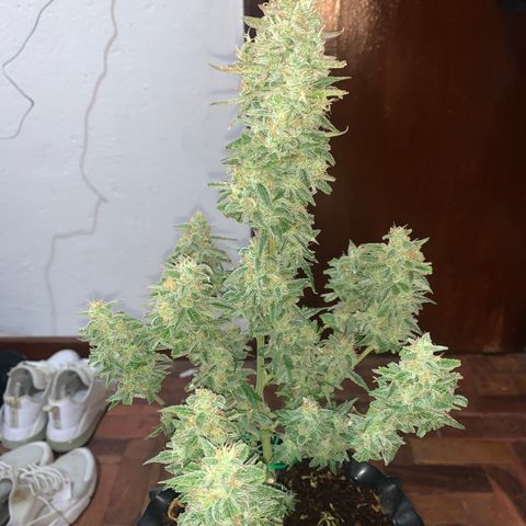 Red Dwarf growlog photo: 77 dias red 