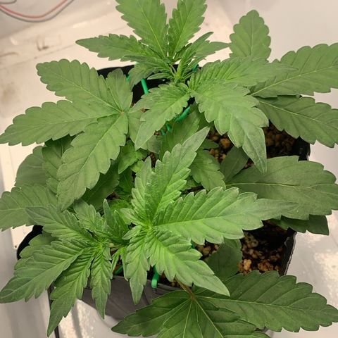 Purple Glam Kush growlog photo: 30 dias purple glam / poda top obrigatória (mutação genética )