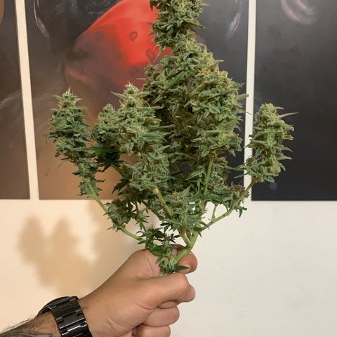 Red Dwarf growlog photo: 79 dias /38 de Vega / 41 de flora  colheita 