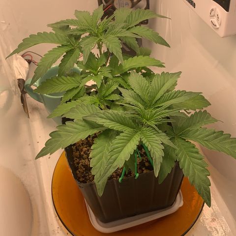 Purple Glam Kush growlog timeline photo