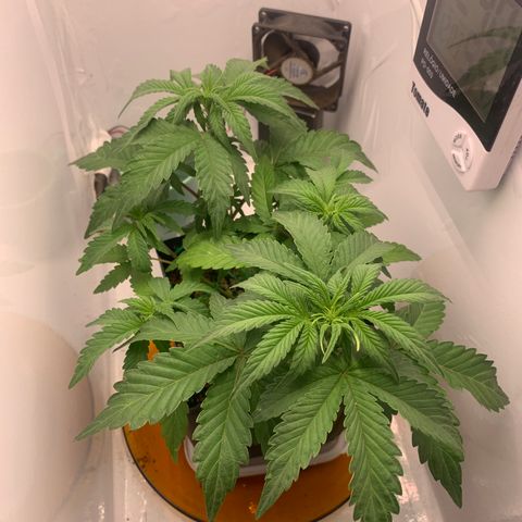Purple Glam Kush growlog photo: 39 dias de Vega 