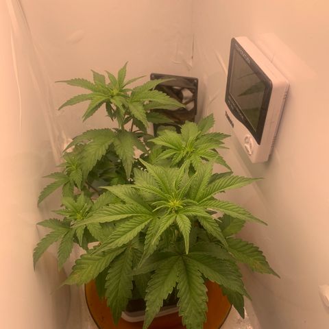 Purple Glam Kush growlog photo: 43 dias vegetação 