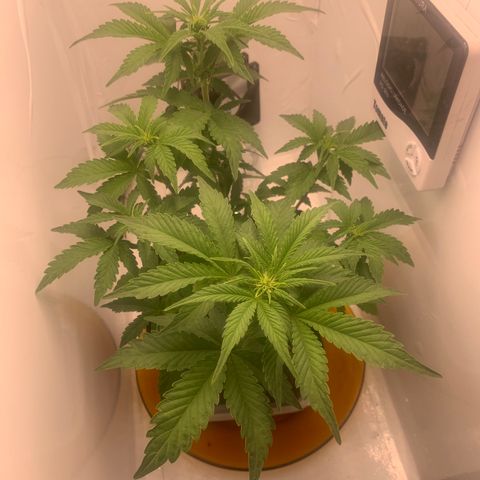 Purple Glam Kush growlog photo: 44 dias de Vega 