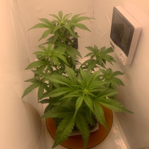 Purple Glam Kush growlog timeline photo