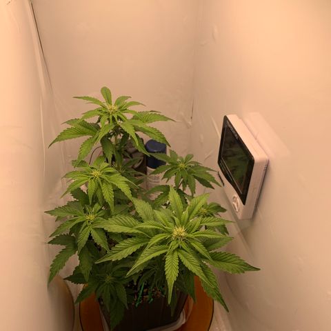 Purple Glam Kush growlog timeline photo