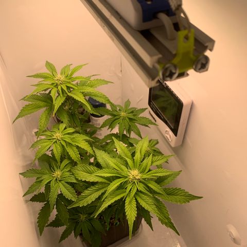 Purple Glam Kush growlog photo: 50 dias / 45 Vega / 5 flora 
