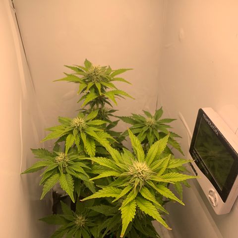 Purple Glam Kush growlog timeline photo