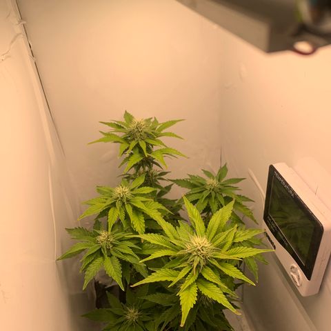 Purple Glam Kush growlog timeline photo