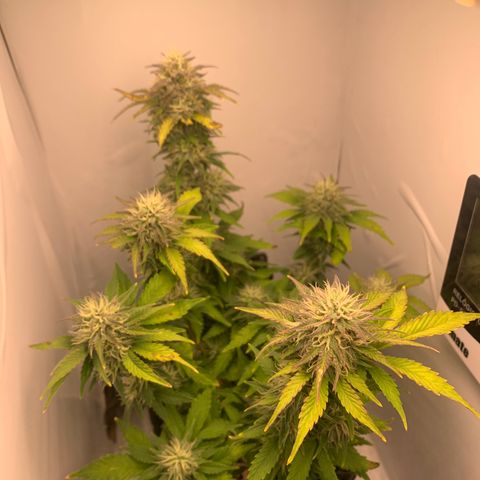 Purple Glam Kush growlog timeline photo