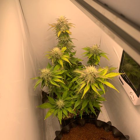Purple Glam Kush growlog timeline photo