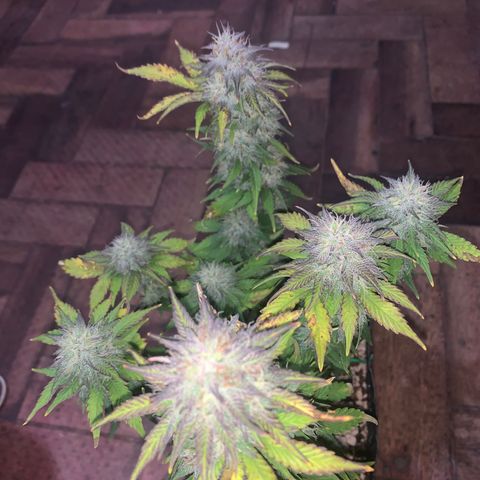 Purple Glam Kush growlog timeline photo