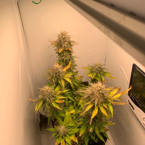 Purple Glam Kush growlog timeline photo
