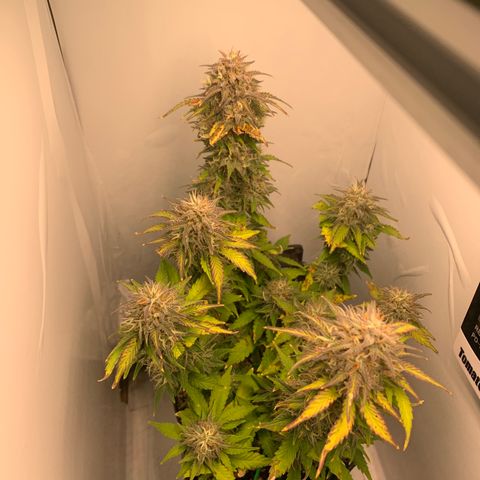 Purple Glam Kush growlog timeline photo