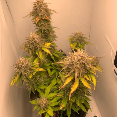 Purple Glam Kush growlog photo: 77 dias , 50 dias vegetação 27 de floração 