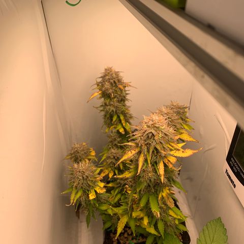 Purple Glam Kush growlog timeline photo
