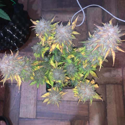 Purple Glam Kush growlog timeline photo