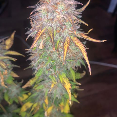 Purple Glam Kush growlog timeline photo