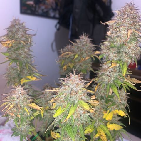 Purple Glam Kush growlog timeline photo