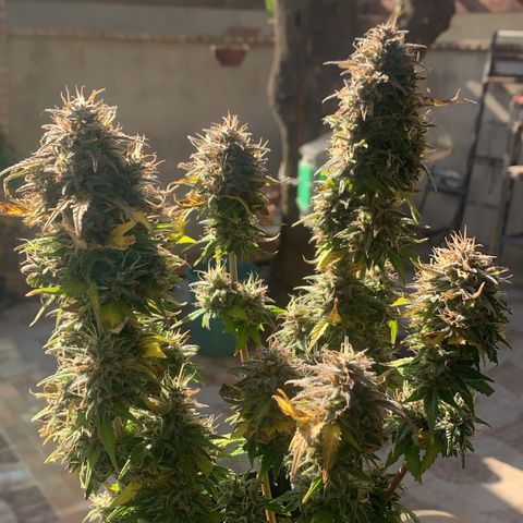 Purple Glam Kush growlog photo: 82 dias / 52 Vega / 30 flora 