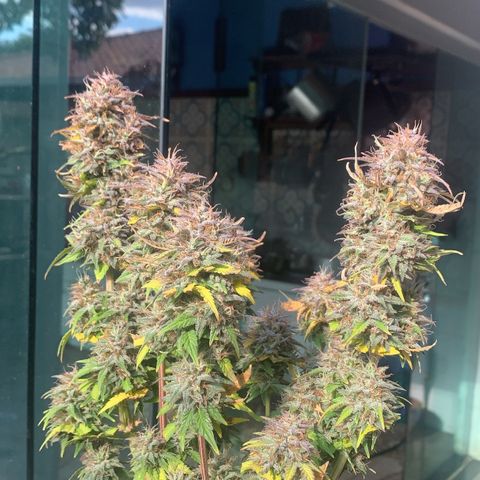 Purple Glam Kush growlog photo: 82 dias / 52 Vega / 30 flora 