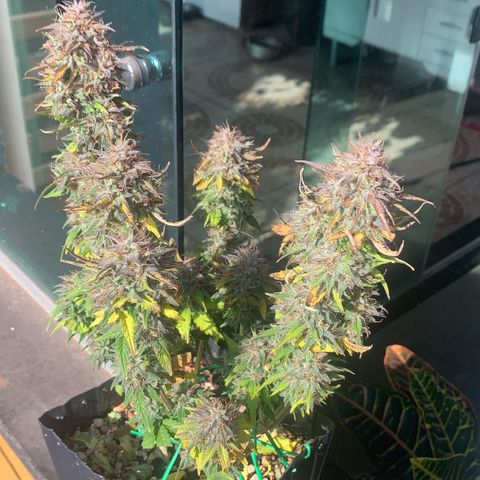 Purple Glam Kush growlog photo: 82 dias / 52 Vega / 30 flora 
