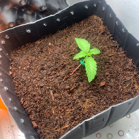 Purple Cokies growlog timeline photo