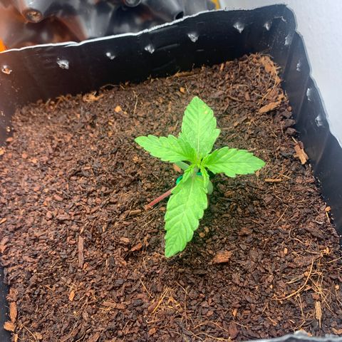 Purple Cokies growlog timeline photo