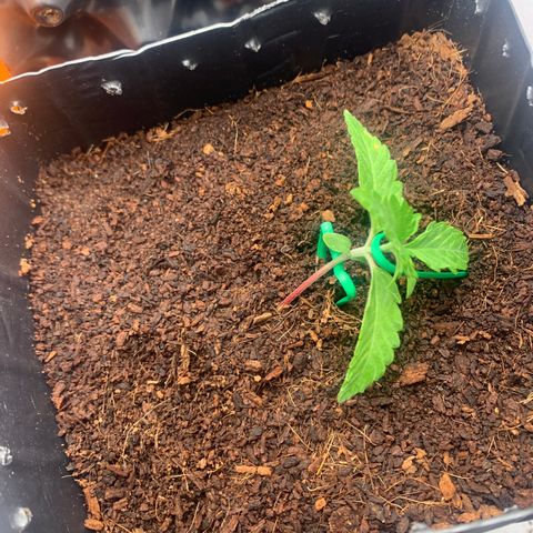 Purple Cokies growlog timeline photo