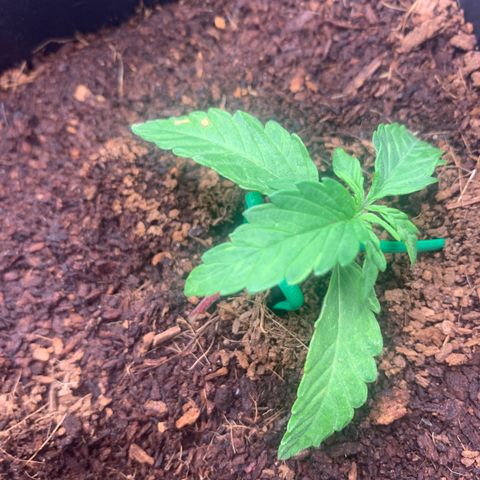 Purple Cokies growlog timeline photo