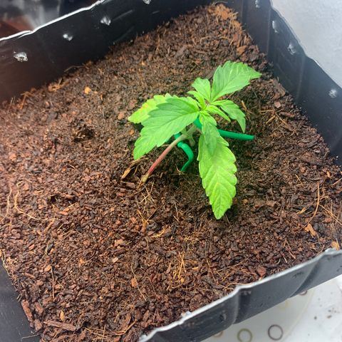 Purple Cokies growlog timeline photo