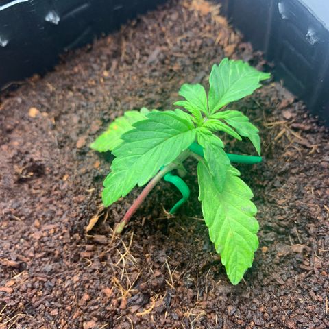 Purple Cokies growlog timeline photo