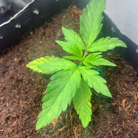 Purple Cokies growlog timeline photo