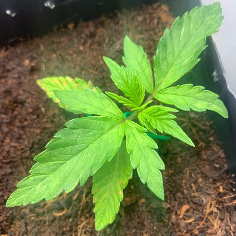 Purple Cokies growlog timeline photo