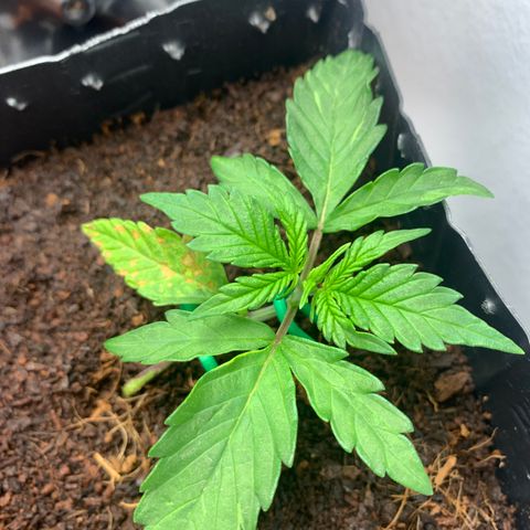 Purple Cokies growlog timeline photo
