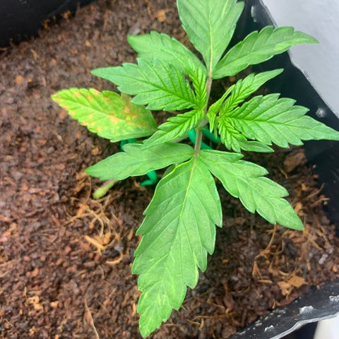 Purple Cokies growlog timeline photo