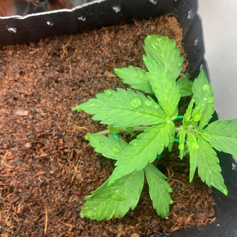 Purple Cokies growlog timeline photo