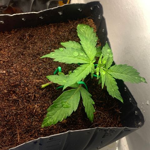 Purple Cokies growlog timeline photo